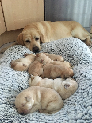 De La Sauveté Du Rouergue - Labrador Retriever - Portée née le 21/12/2023