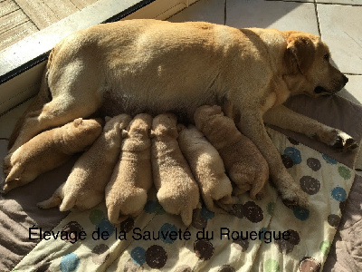 De La Sauveté Du Rouergue - Labrador Retriever - Portée née le 08/11/2024