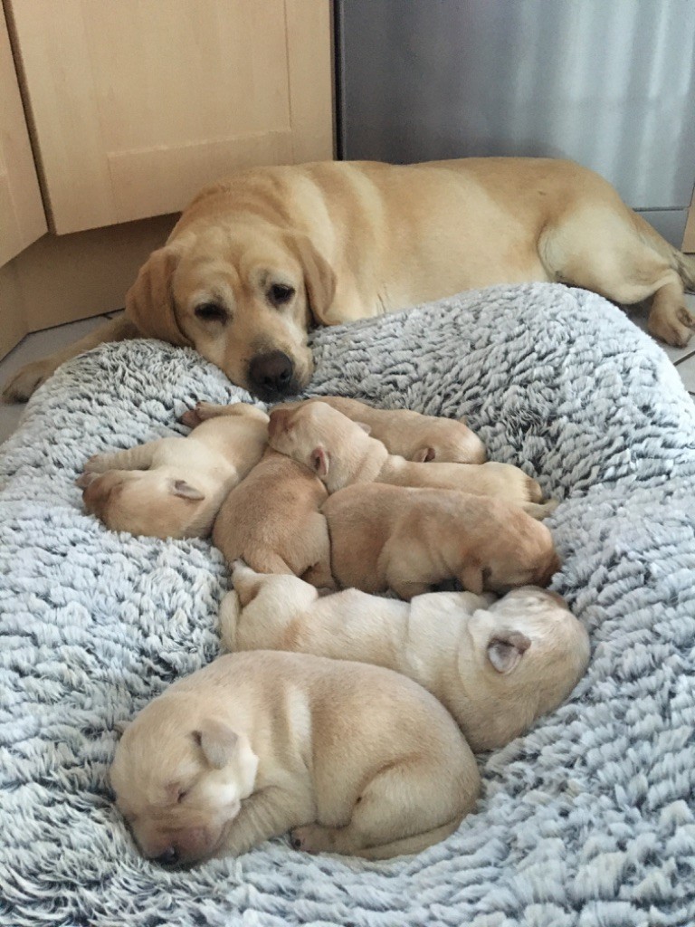 chiot Labrador Retriever De La Sauveté Du Rouergue