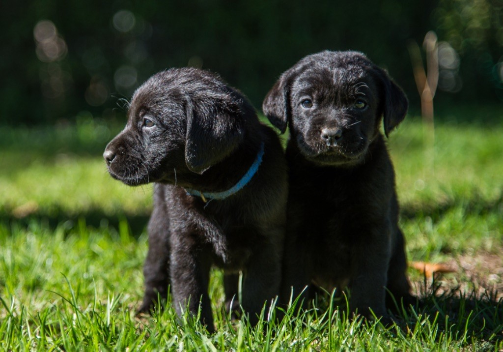 chiot Labrador Retriever De La Sauveté Du Rouergue