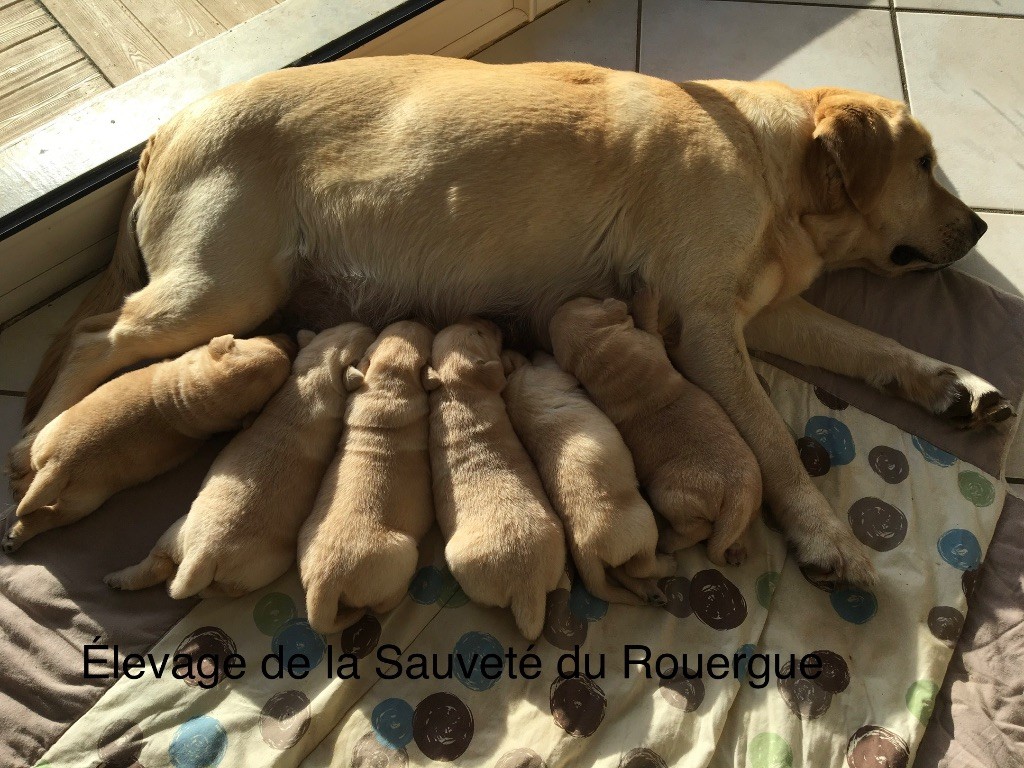 chiot Labrador Retriever De La Sauveté Du Rouergue