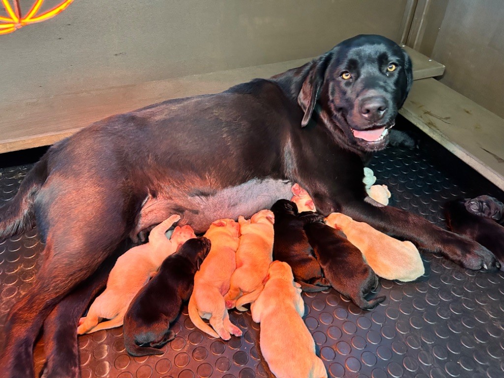 chiot Labrador Retriever De La Sauveté Du Rouergue