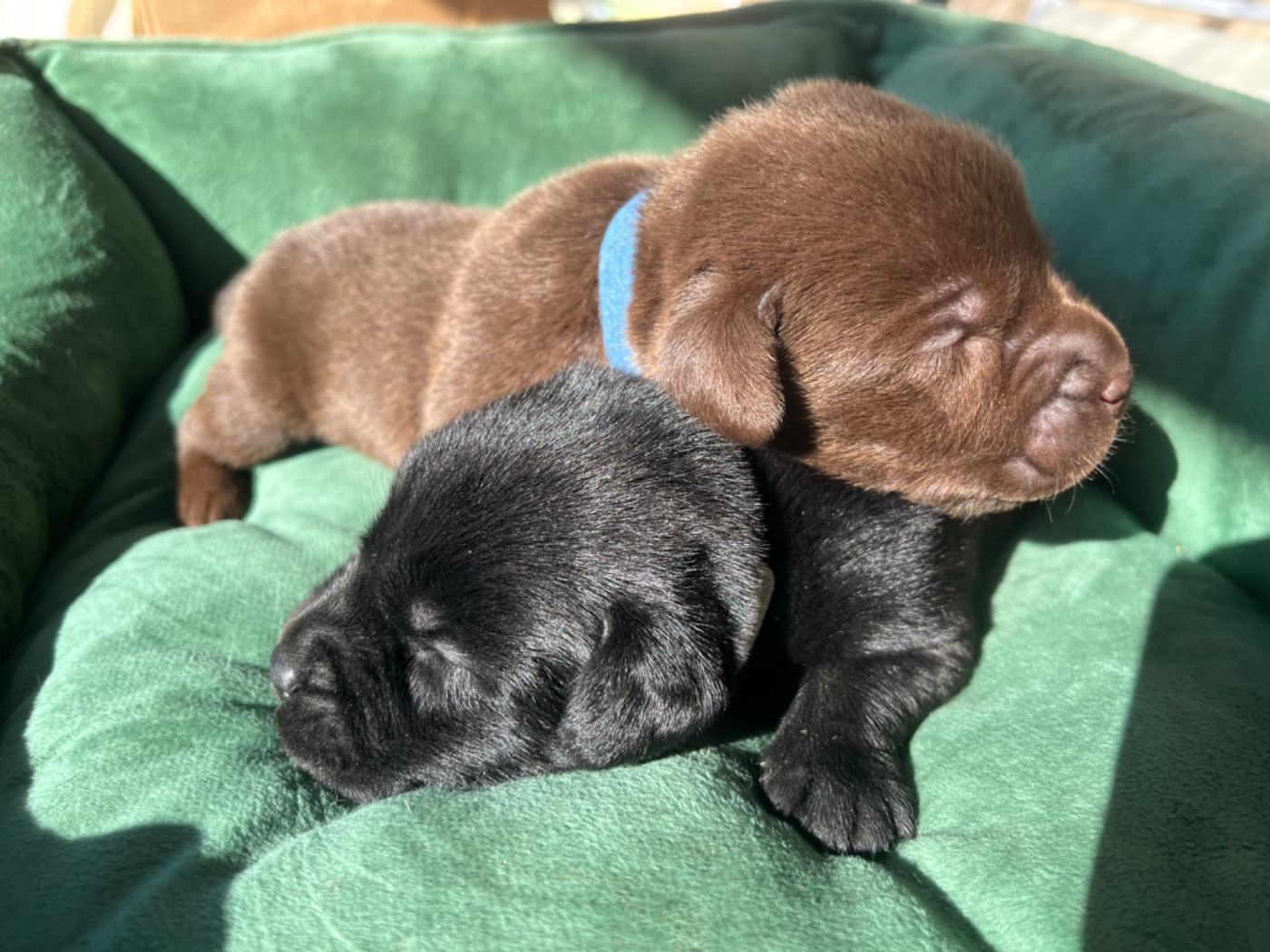 De La Sauveté Du Rouergue - Des chiots noirs et chocolats pour 2026