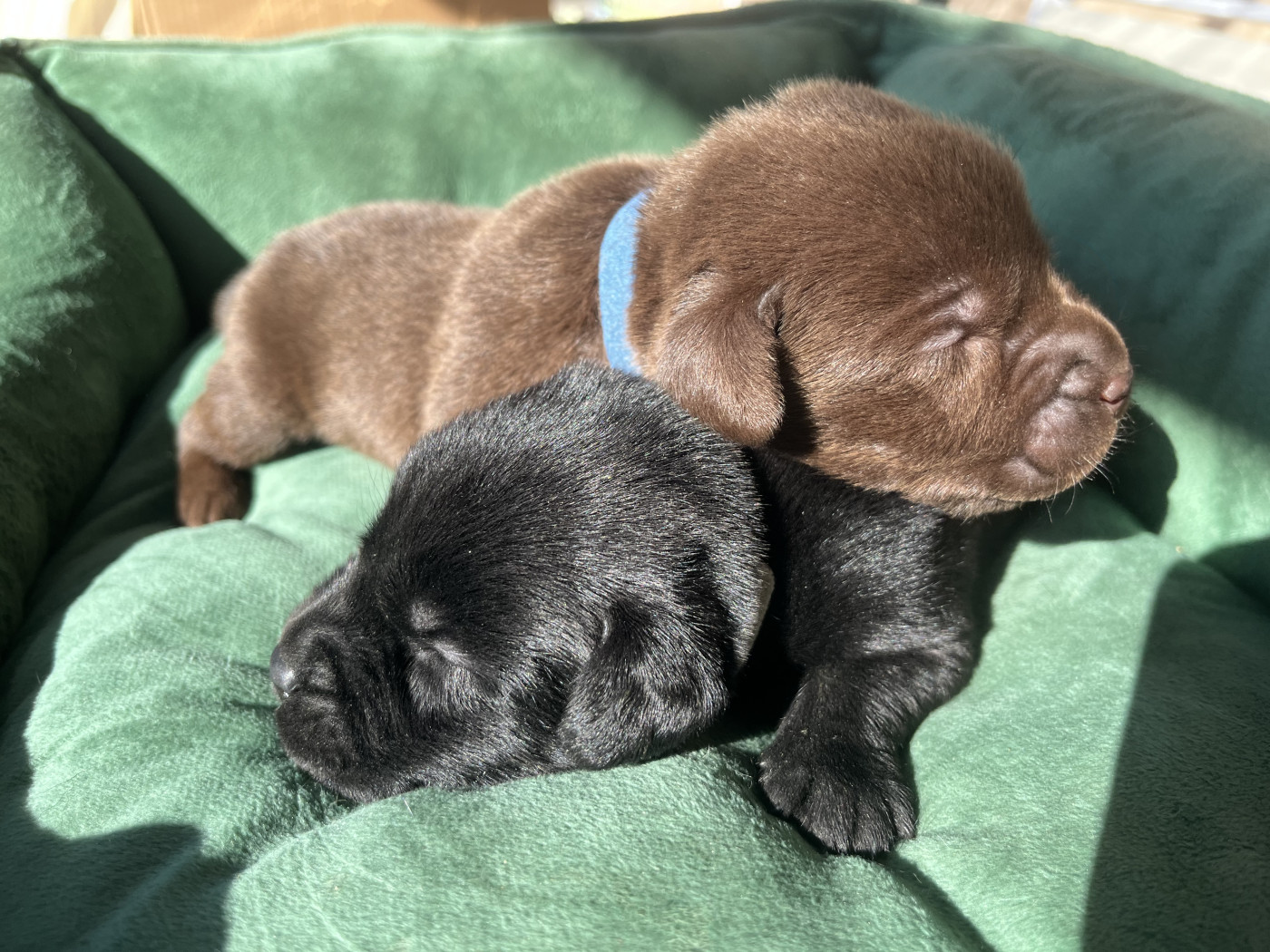 De La Sauveté Du Rouergue - Labrador Retriever - Portée née le 16/08/2026
