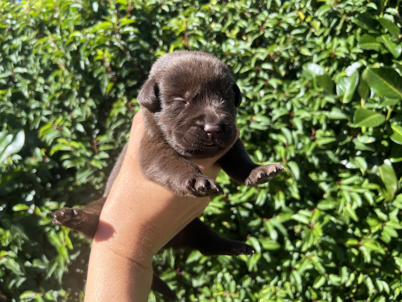 De La Sauveté Du Rouergue - Chiots disponibles - Labrador Retriever