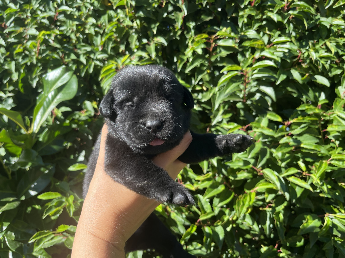 De La Sauveté Du Rouergue - Chiots disponibles - Labrador Retriever