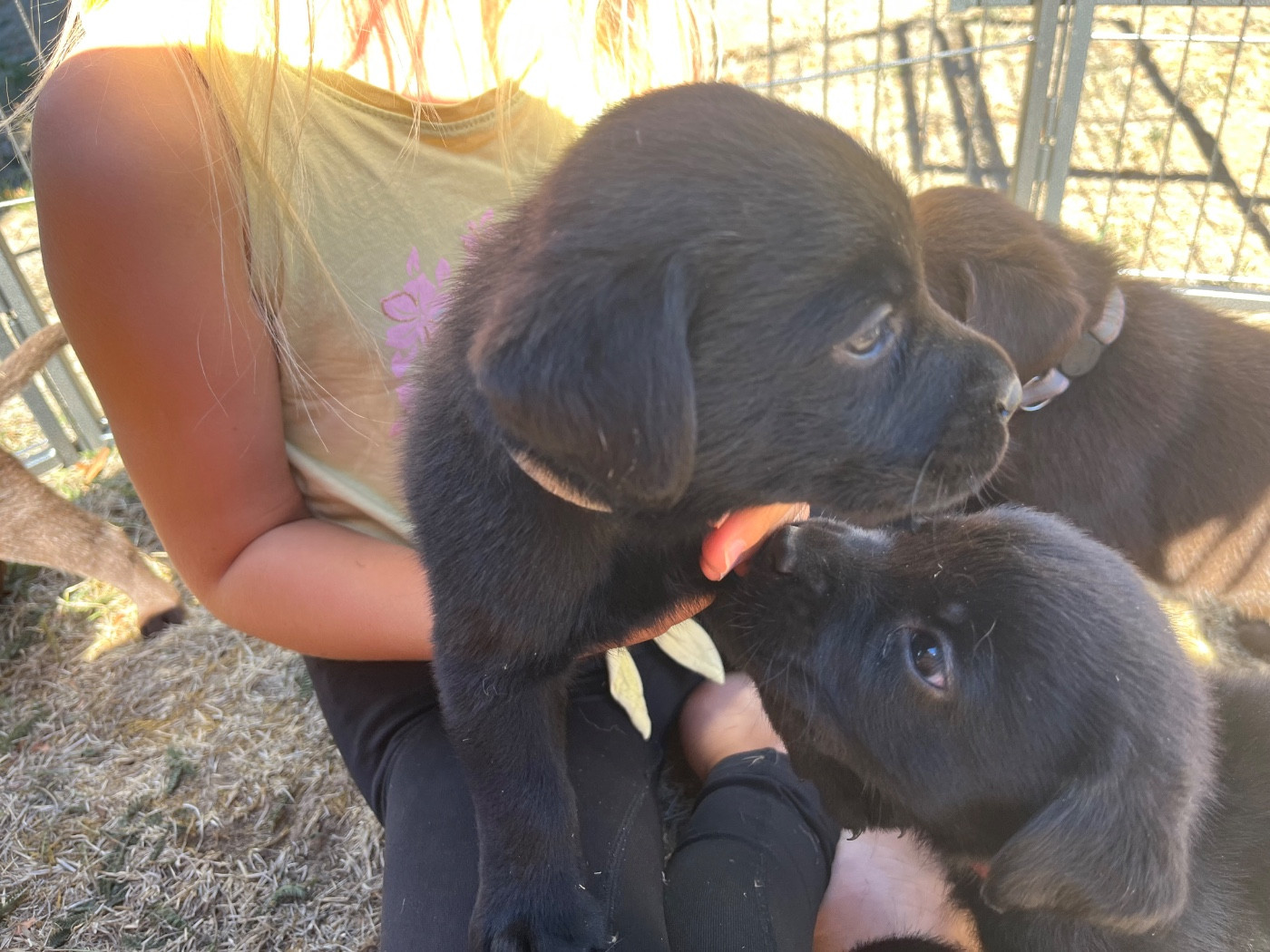 De La Sauveté Du Rouergue - Chiots disponibles - Labrador Retriever