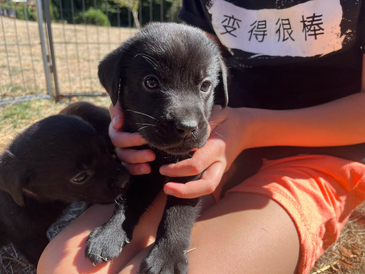 De La Sauveté Du Rouergue - Chiots disponibles - Labrador Retriever