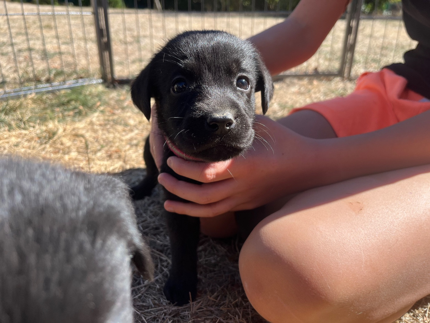 De La Sauveté Du Rouergue - Chiots disponibles - Labrador Retriever
