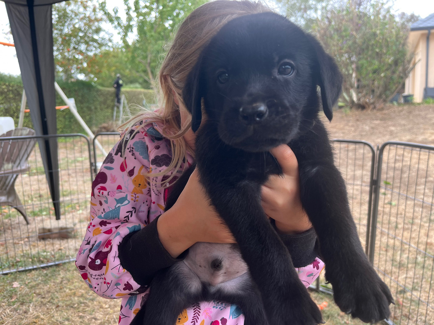 De La Sauveté Du Rouergue - Chiots disponibles - Labrador Retriever