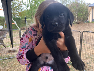Chiot N°5 bleu