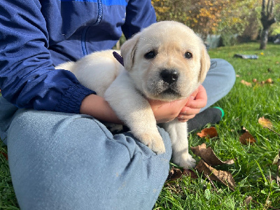 CHIOT collier violet