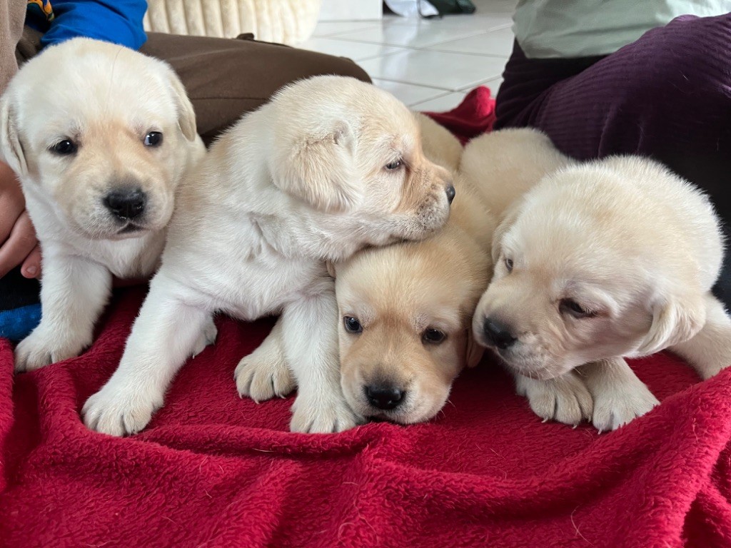 De La Sauveté Du Rouergue - Labrador Retriever - Portée née le 11/10/2025